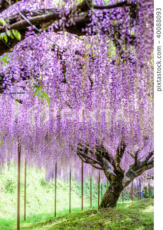 Hakurei-ji Temple Kuusaku Fuji Hakurei-ji Temple Kuusaku Fuji 40088093