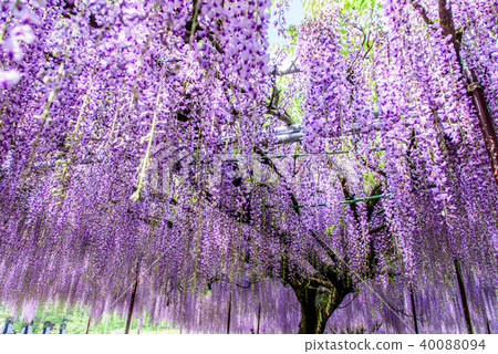 Hakurei-ji Temple Kuusaku Fuji Hakurei-ji Temple Kuusaku Fuji 40088094