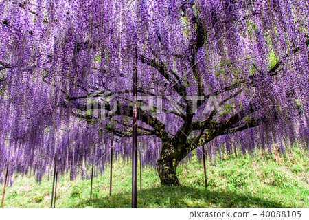 Hakurei-ji Temple Kuusaku Fuji 40088105