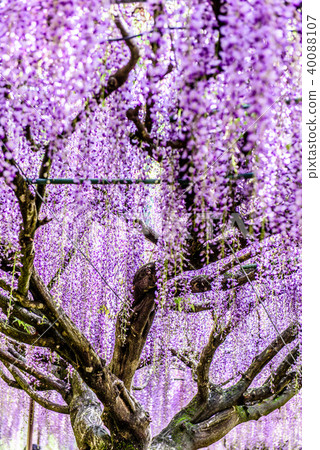 Hakurei-ji Temple Kuusaku Fuji 40088107