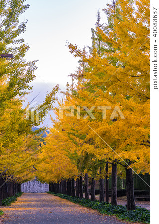 Ginkgo Road Ginkgo Road 40088637