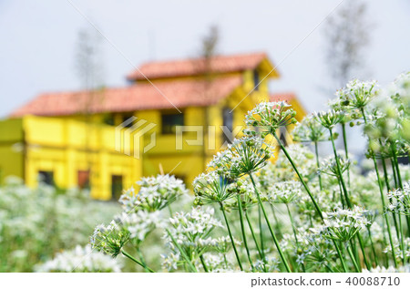 Taiwan Taoyuan Daxi Yin Chinese Flower Sea garlic chives Chinese chive flowers Taiwan Taoyuan Daxi Yin Chinese Flower Sea garlic chives Chinese chive flowers 40088710