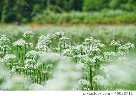 台灣桃園大溪賢國花海韭菜韭菜花 40088711