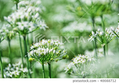 台灣桃園大溪賢國花海韭菜韭菜花 40088712
