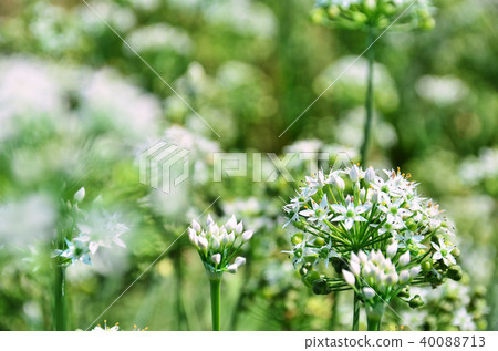 台灣桃園大溪賢國花海韭菜韭菜花 台灣桃園大溪賢國花海韭菜韭菜花 40088713