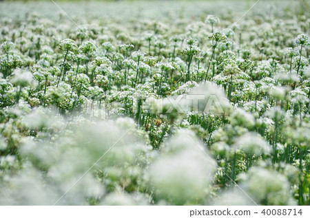 Taiwan Taoyuan Daxi Yin Chinese Flower Sea garlic chives Chinese chive flowers 40088714