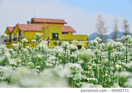 Taiwan Taoyuan Daxi Yin Chinese Flower Sea garlic chives Chinese chive flowers 40088715