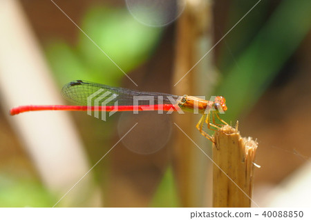 Beniteitombo (male) 40088850