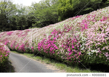 Narukawa花園的地方，杜鵑花園 40088881