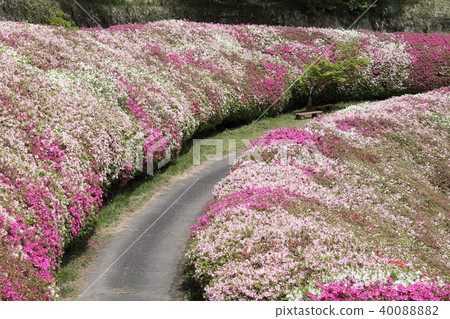 Narukawa花園的地方，杜鵑花園 40088882