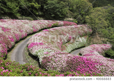 Narukawa花園的地方，杜鵑花園 40088883