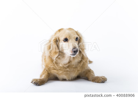 Miniature Dax Dachshund Small Dog Studio Shot Miniature Dax Dachshund Small Dog Studio Shot 40088906