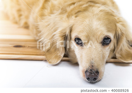 Miniature Dax Dachshund Small Dog Studio Shot 40088926