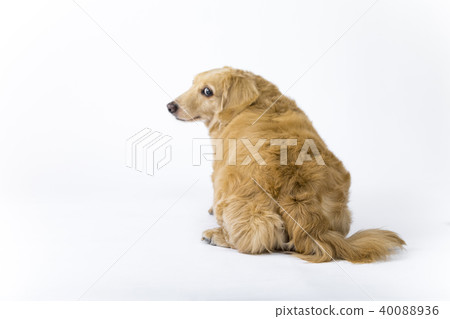 Miniature Dax Dachshund Small Dog Studio Shot Miniature Dax Dachshund Small Dog Studio Shot 40088936