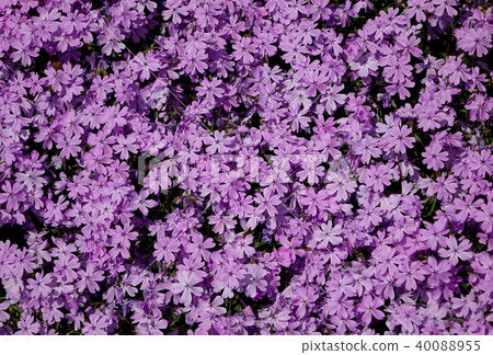 Shibazakura 40088955