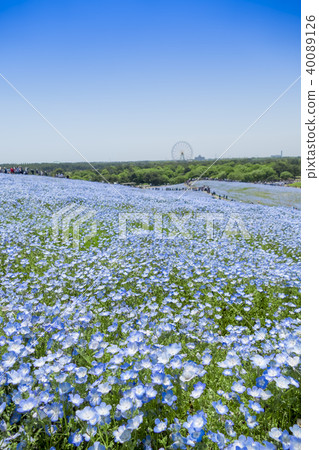 [Nemophila Miharashi Hill] 40089126