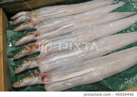 conger conger 40089496