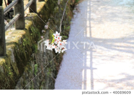 Odawara City, Kanagawa Prefecture Odawara Castle Hori Cherry blossoms 40089609