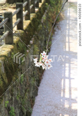 Odawara City, Kanagawa Prefecture Odawara Castle Hori Cherry blossoms 40089610