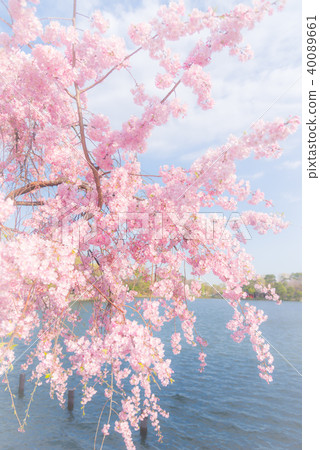 盛開的櫻花，池塘和櫻花，垂枝櫻花和池塘，櫻花，櫻花，櫻花，盛開，春天的苔蘚和櫻花，溫柔的氣氛，蒼白的櫻花 40089661