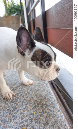absent-minded dog or  french bulldog 40090167