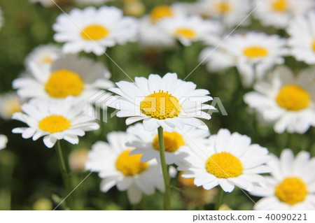 Margaret Margaret 40090221