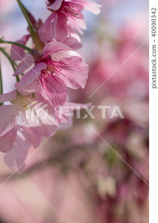Cherry blossoms Cherry blossoms 40090342