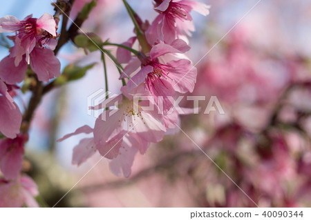 櫻花 櫻花 40090344