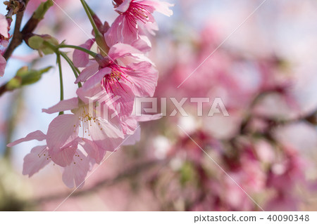 櫻花 40090348