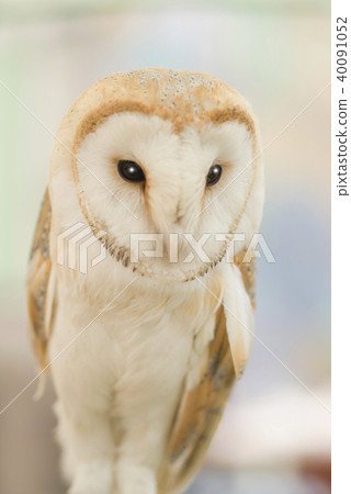 Barn owl Barn owl 40091052
