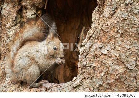 Squirrel while eating 40091303