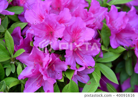 Azalea 40091616
