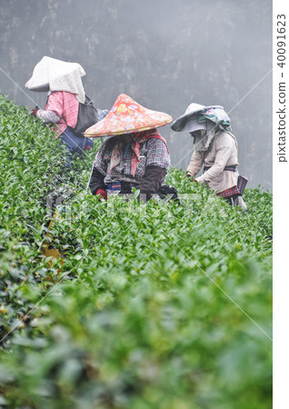 Nantou Tea Garden Tea Picking Asian Taiwanese Tea Farmers Tea Picking Tea Picking Nantou Tea Garden Tea Picking Asian Taiwanese Tea Farmers Tea Picking Tea Picking 40091623