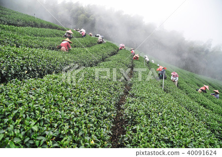 南投 茶園 採茶 亞洲人 台灣人 茶農 工人 Tea picking 茶摘み 南投 茶園 採茶 亞洲人 台灣人 茶農 工人 Tea picking 茶摘み 40091624