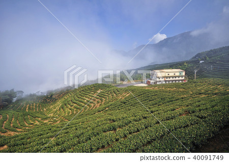 台灣 南投 八卦茶園 Nantou Pakua Tea Garden 台灣 南投 八卦茶園 Nantou Pakua Tea Garden 40091749