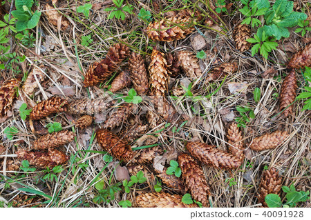 Nature background, first plants after winter.  40091928