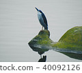 一隻鳥 40092126