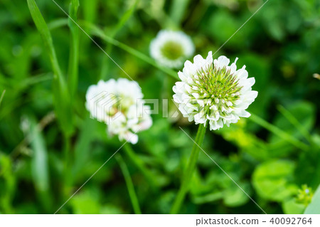 White clover flower. 40092764