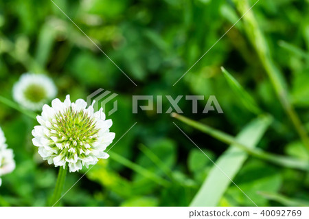 White clover flower. 40092769