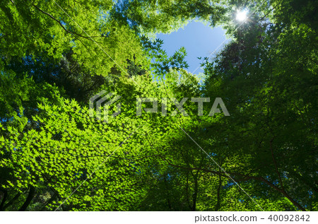 Kasugayama原始森林槭樹新綠色 Kasugayama原始森林槭樹新綠色 40092842