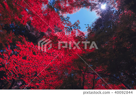Kasugayama原始森林秋葉 40092844