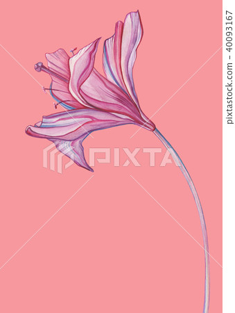 Hand Drawn Abstract Flowers 40093167