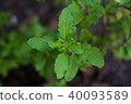 The holy basil or hot basil, Ocimum sanctum 40093589