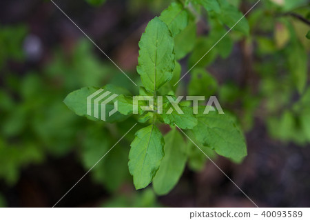 The holy basil or hot basil, Ocimum sanctum 40093589