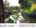 The holy basil or hot basil, Ocimum sanctum 40093590