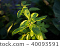 The holy basil or hot basil, Ocimum sanctum 40093591