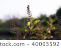 The holy basil or hot basil, Ocimum sanctum 40093592