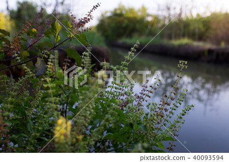 The holy basil or hot basil, Ocimum sanctum 40093594