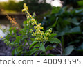 The holy basil or hot basil, Ocimum sanctum 40093595