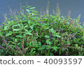 The holy basil or hot basil, Ocimum sanctum 40093597
